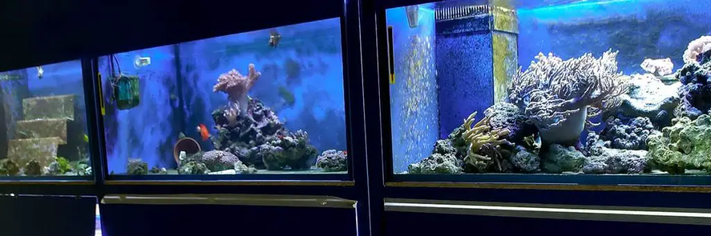 Aquarium with fish and coral