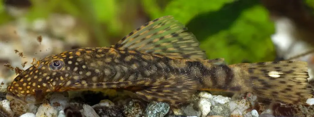 Bristlenose Pleco