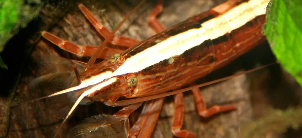 Bamboo Shrimp