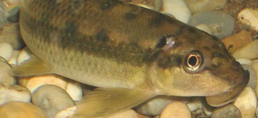 Chinese algae eater