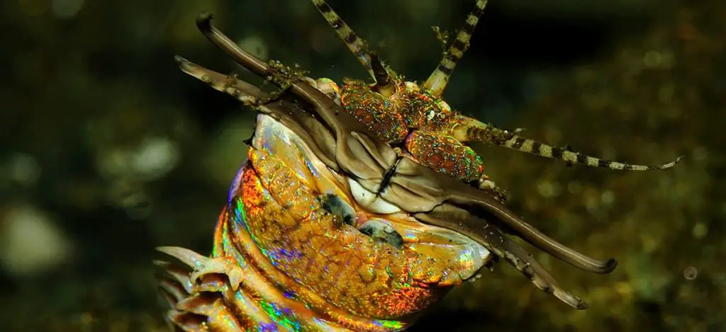 Eunice aphroditois
