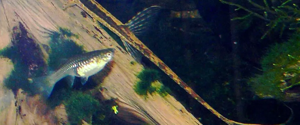 Twig catfish