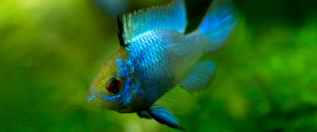 German Blue Ram Electric Blue