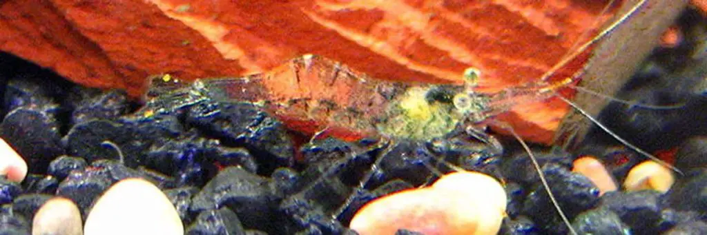 Glass shrimp closeup