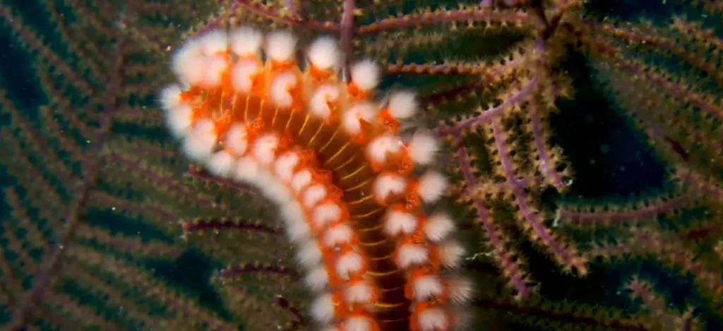Hermodice carunculata (Bearded_Fireworm)
