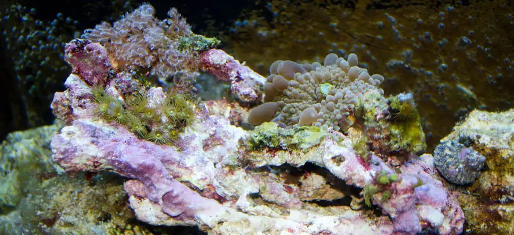 Live rock and sea animals