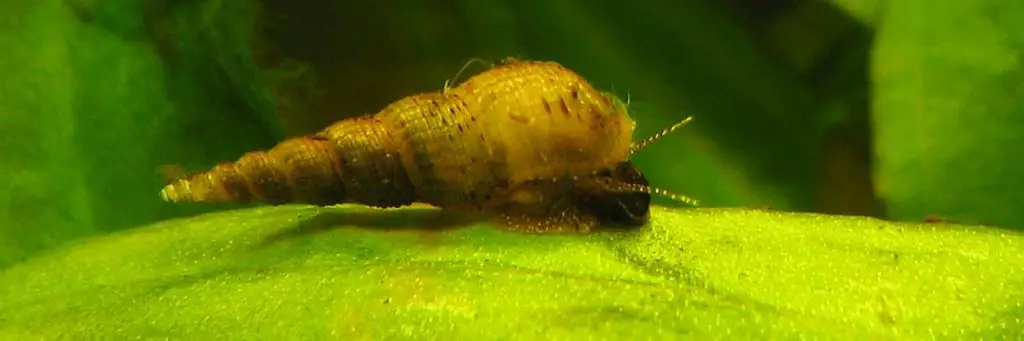 Melanoides tuberculatus