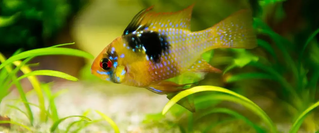 German Blue Ram