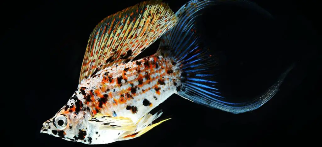Molly Fish on black background