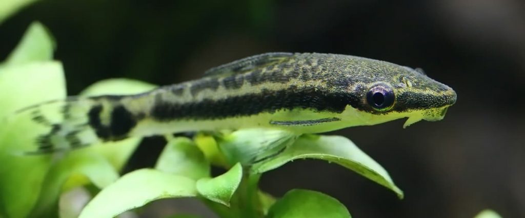 Otocinclus Catfish