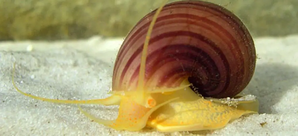 Pomacea purple yellow