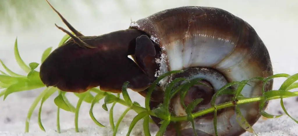Ramshorn snail