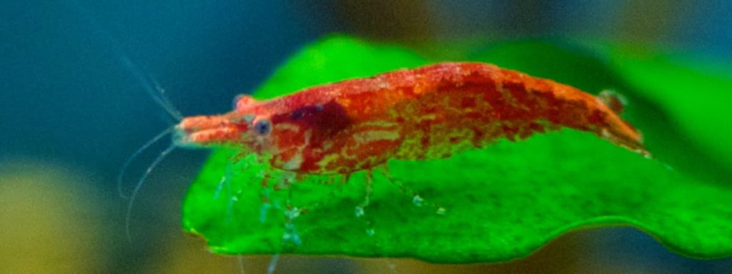 Red Cherry Shrimp