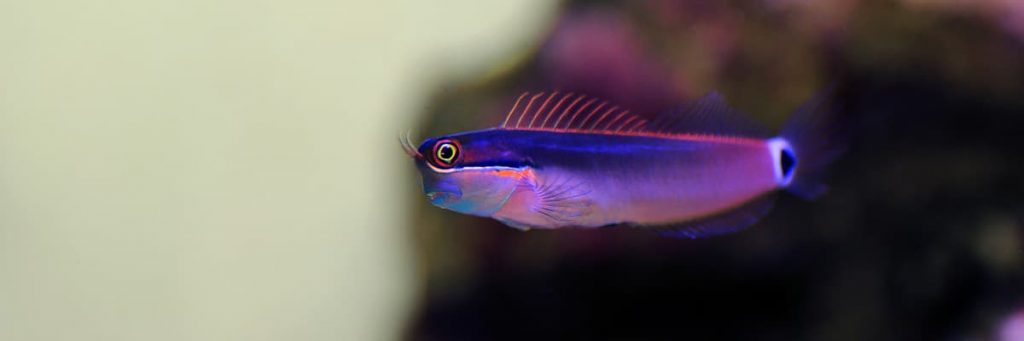 Tailspot Blenny