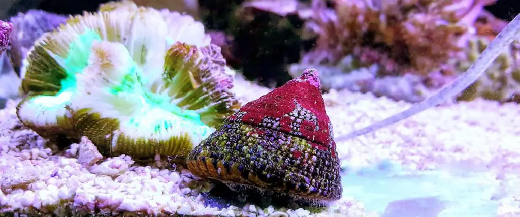 Trochus Snail