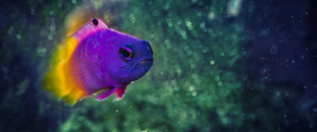 Tropical fish Royal Gramma Basslet