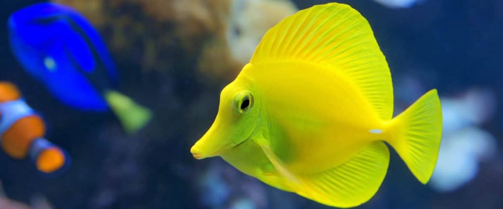 Yellow tang