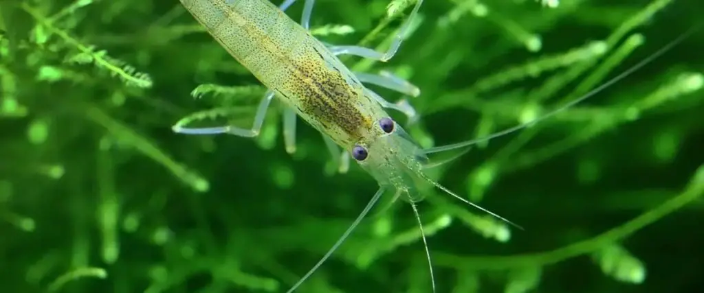 amano shrimp