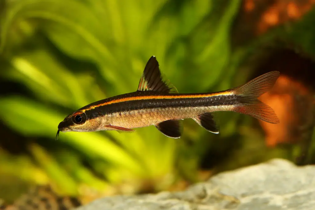 best algae eaters