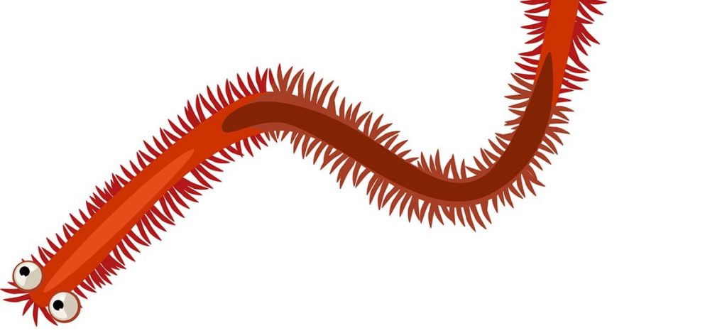 bristle worms