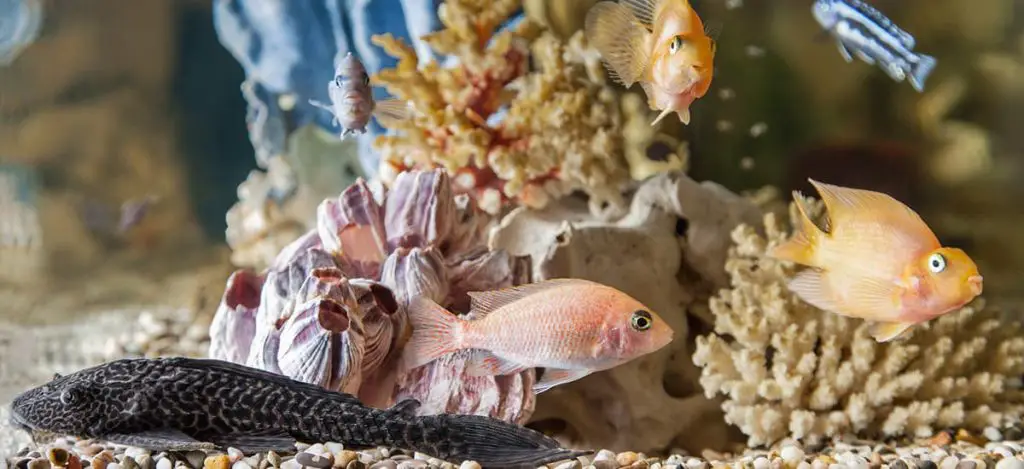 fish tank with algae eaters