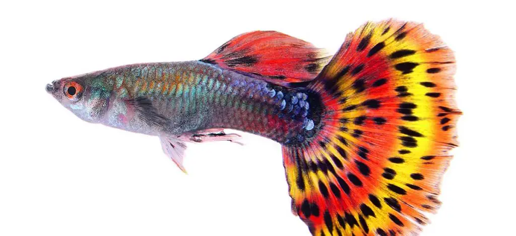 guppy close up