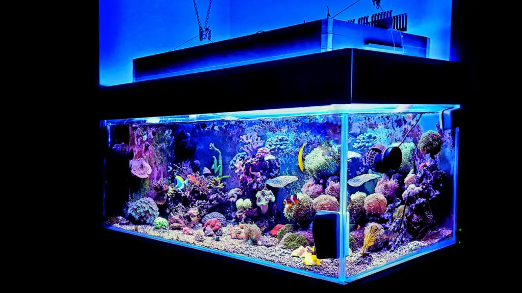 how to setup saltwater aquarium