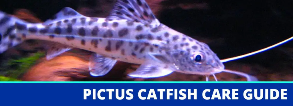 pictus catfish care header