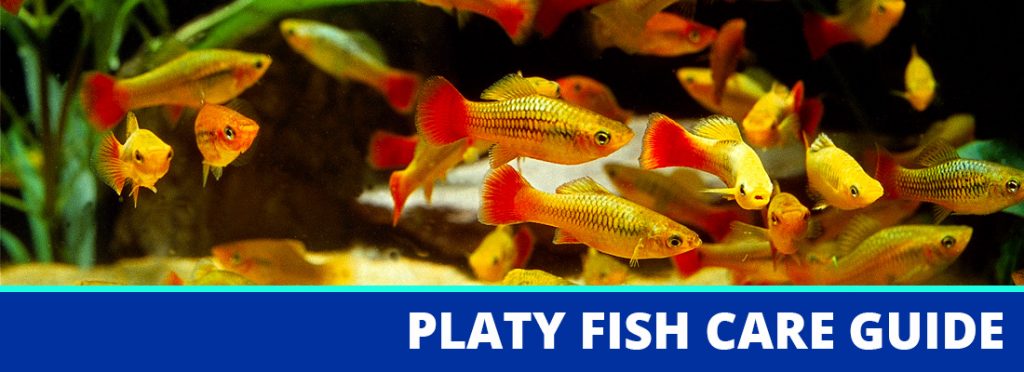 platy fish care header
