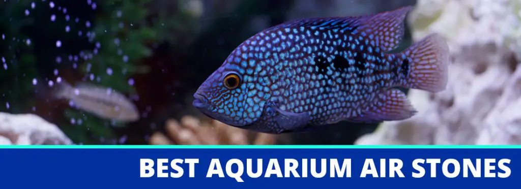 best aquarium air stone header