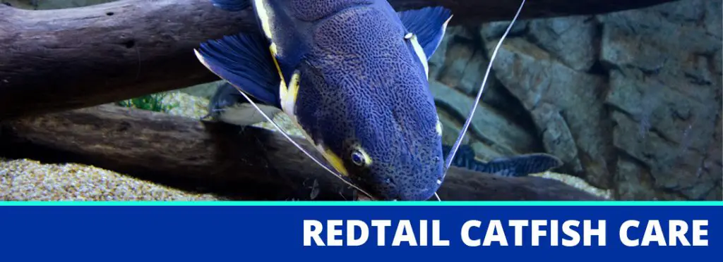 redtail catfish care guide header