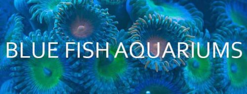 Blue Fish Aquariums Fish Store In Cleveland Oh