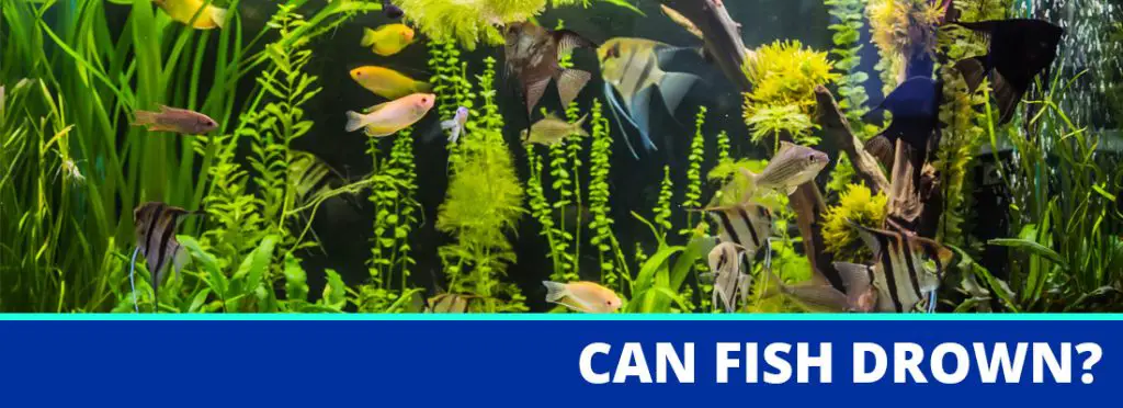 can fish drown header