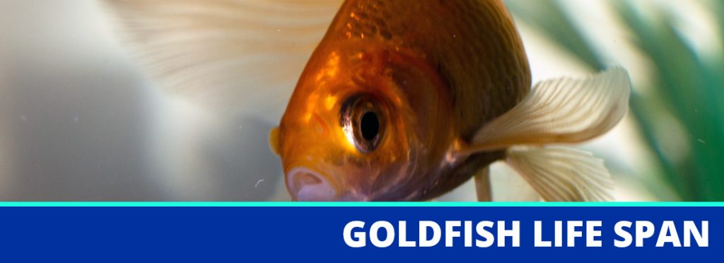 goldfish life span header