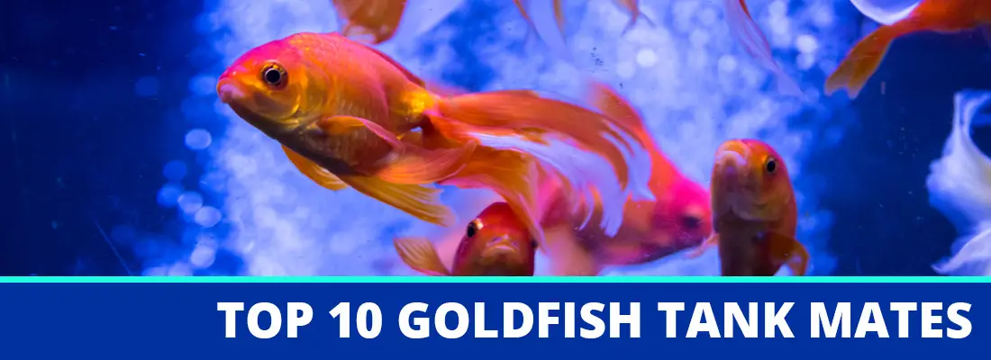 The 10 Best Goldfish Tank Mates That Can Safely Live With Goldfish