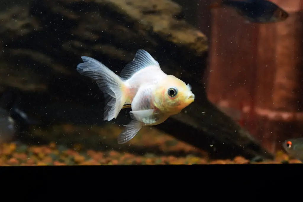 goldfish turning white