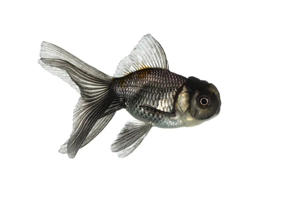 why is my goldfish turning black