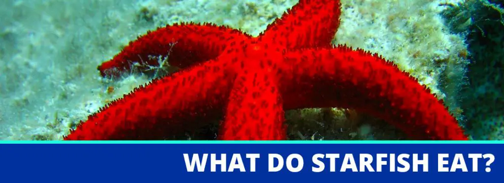 what do starfish eat header