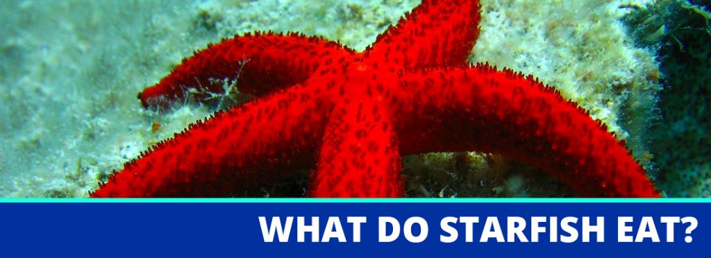 what do starfish eat header