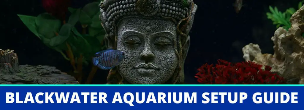 blackwater aquarium setup guide header