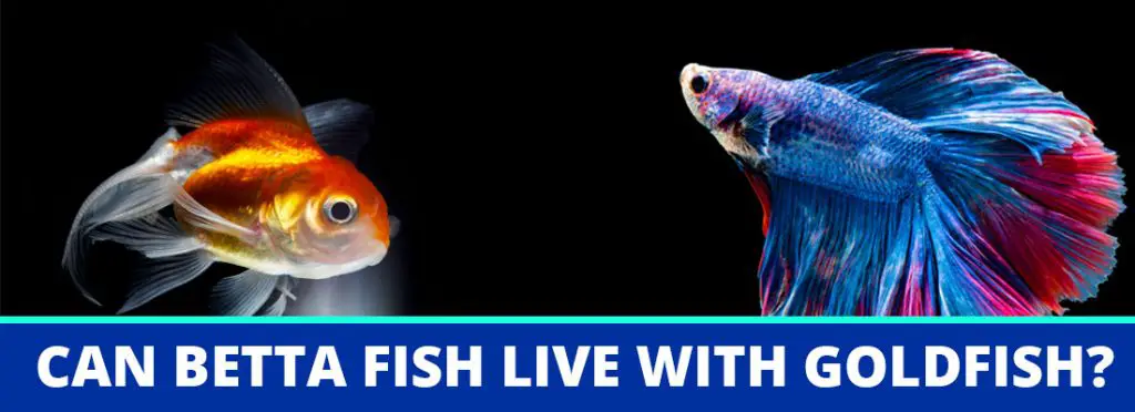 can betta fish live with goldfish header