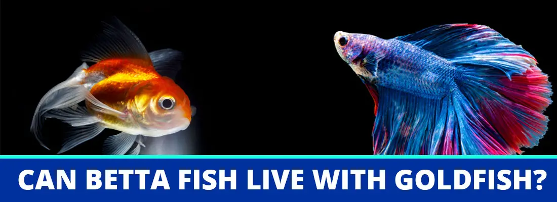 Betta fish live with goldfish sale