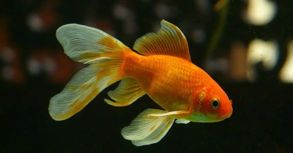 Can Goldfish Eat Betta Food? VIVOFISH