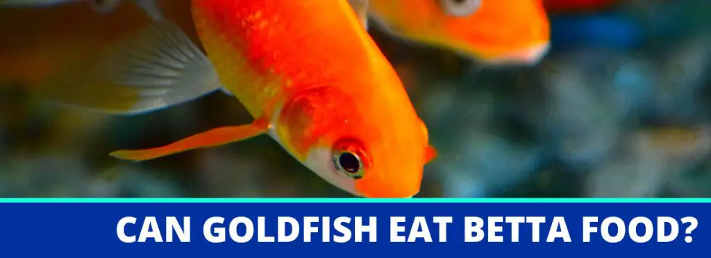 can goldfish eat betta food header