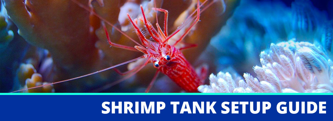 How to setup shrimp tank