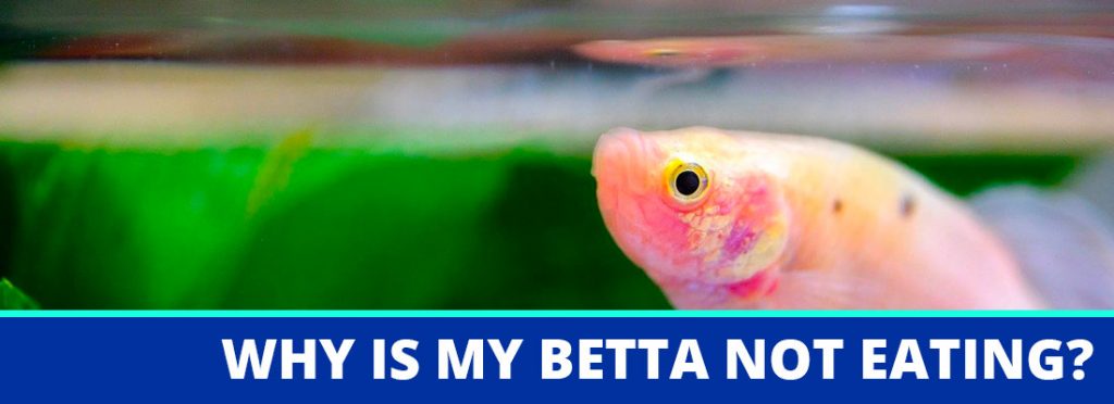 why is my betta fish not eating header