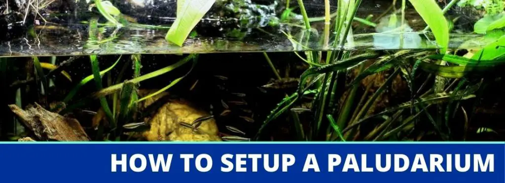 How to Set Up a Paludarium for the First Time