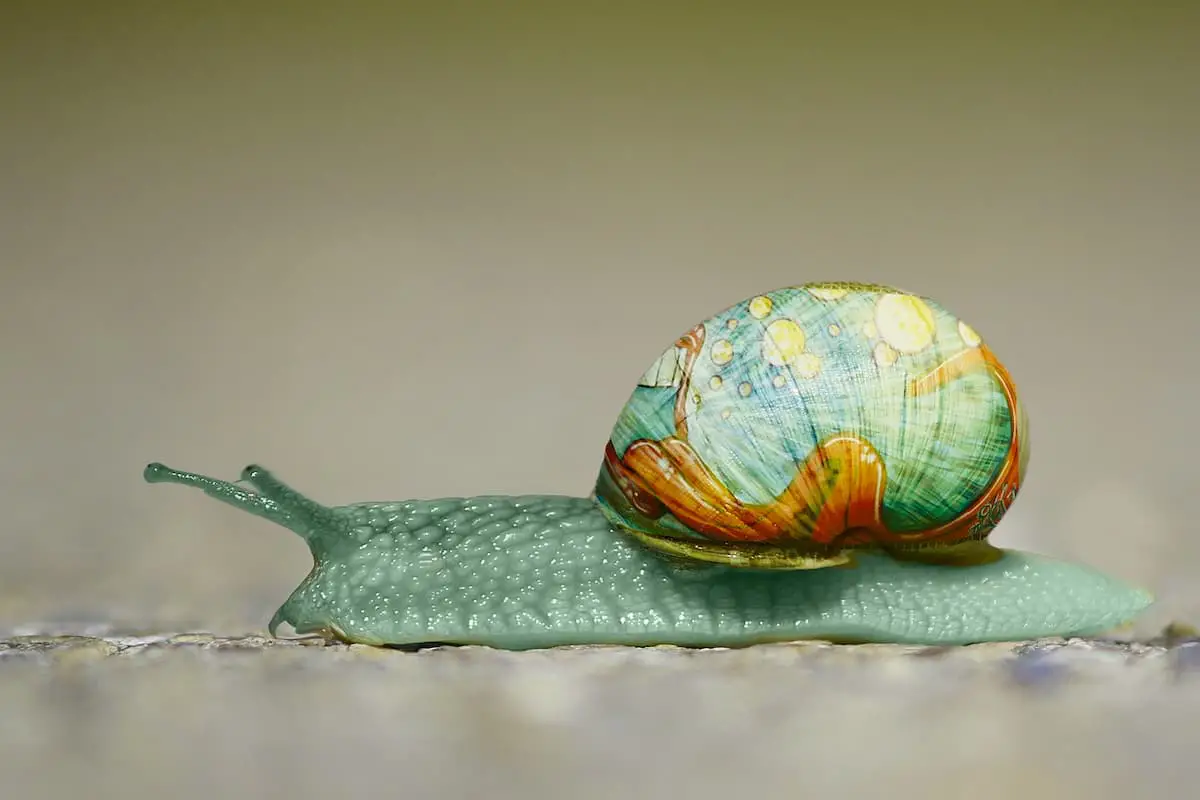 What Do Snails Eat? In The Wild vs. As Pets In Aquariums VIVOFISH
