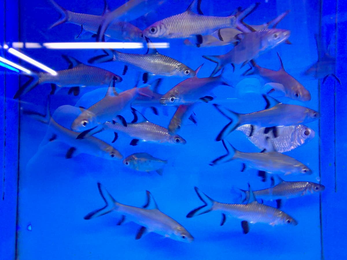 Bala Sharks Care Guide Complete Fact Sheet, Behavior, & Breeding Tips