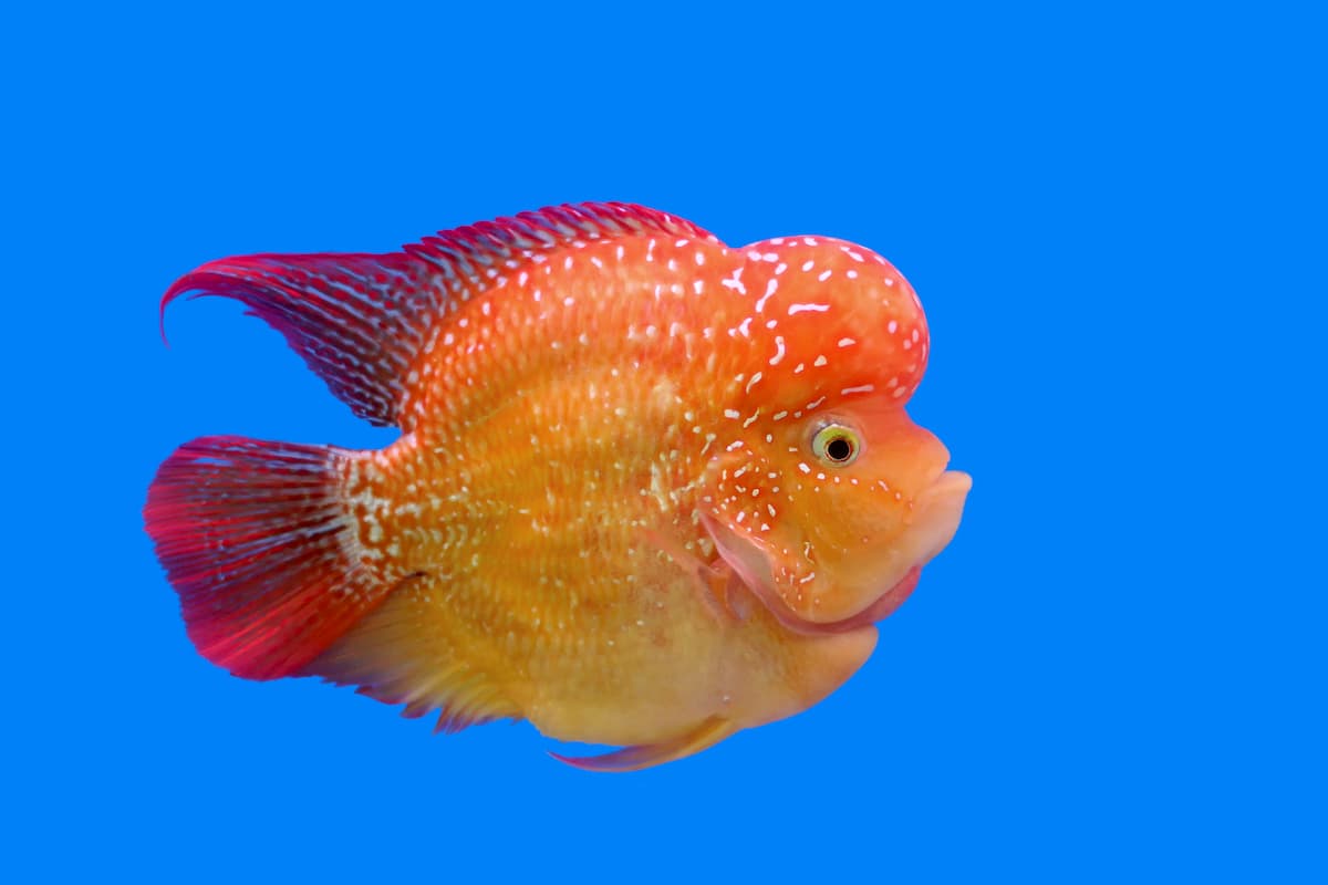 Flowerhorn Cichlid Care Guide Fact Sheet, Breeding, Behavior, & More